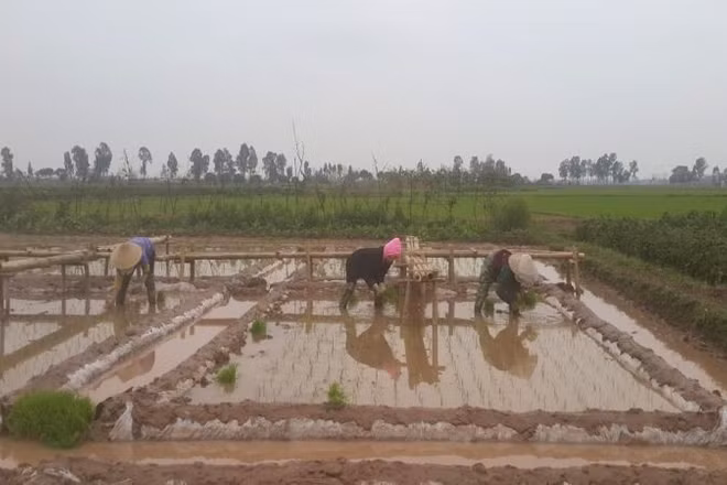 Nông dân xuống đồng cấy lúa. (Ảnh: PV)