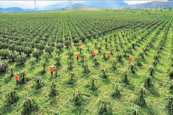 Nhiều nông dân trồng giống thanh long mới.