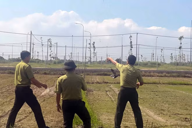 Lưới giăng để bắt chim hoang dã được phát hiện và tiêu hủy ở phường Long Hương, Thành phố Hồ Chí Minh, sáng 5/10. (Ảnh: LÊ ĐÌNH THÌN) 