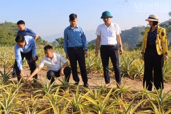 Đoàn giám sát Ban Dân tộc Hội đồng nhân dân tỉnh Điện Biên giám sát thực địa dự án hỗ trợ phát triển sản xuất cộng đồng trồng và chăm sóc dứa tại bản Công Binh, xã Núa Ngam. (Ảnh: LÊ LAN)