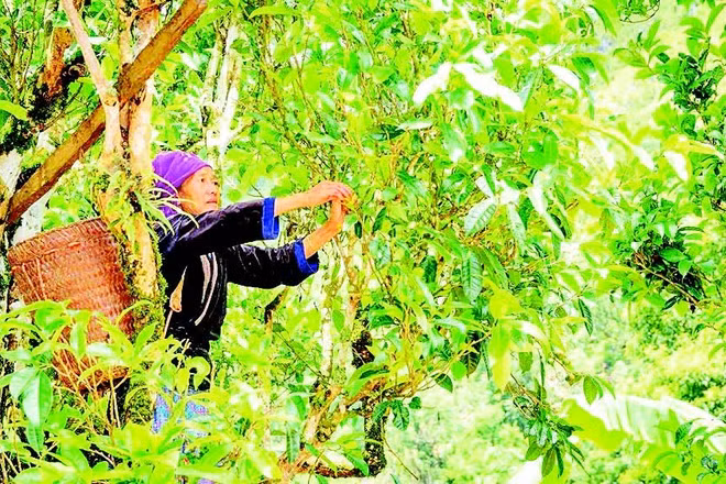 Đồng bào dân tộc H'Mông ở xã Sín Chải thu hái búp chè trên cây chè Shan tuyết cổ thụ.