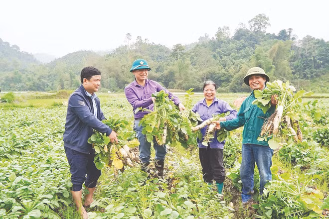 Được mùa củ cải Nhật ở xã Yên Phong. (Ảnh: VĂN TRIỀU)