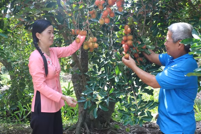 Đặc sản chôm chôm Cù lao Tân Quy, xã An Phú Tân, tỉnh Vĩnh Long.