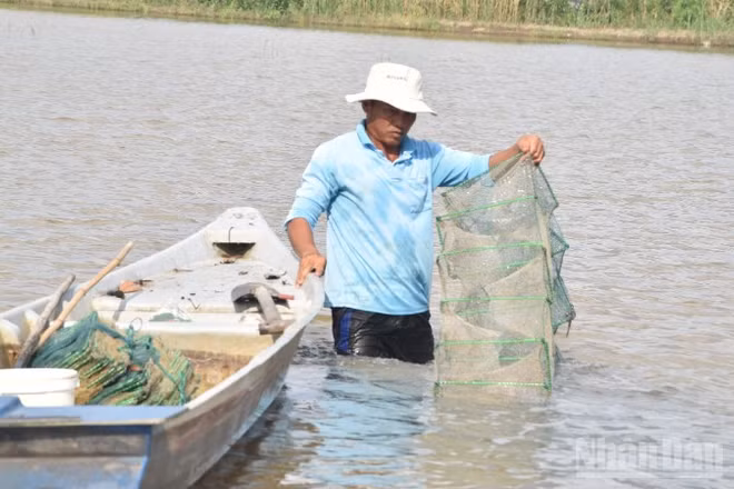 Nông dân xã Mỹ Thành, tỉnh Đồng Tháp giăng 12 cửa ngục để bắt thủy sản trên đồng ruộng.