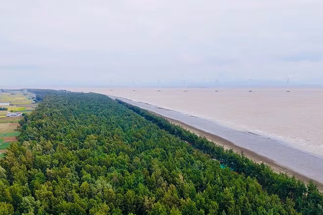 Khu du lịch biển Ba Động, phường Trường Long Hòa ngút ngàn rừng phòng hộ.