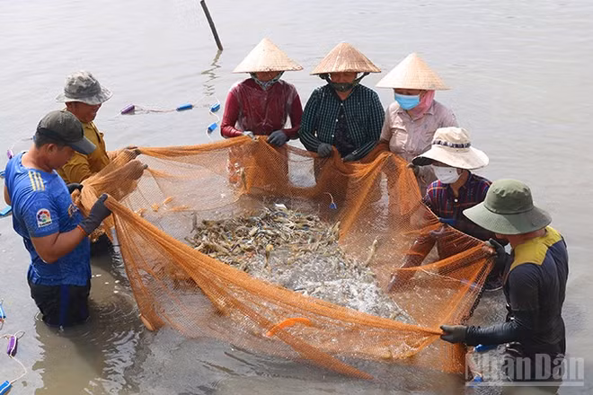 Mô hình nuôi tôm càng xanh toàn đực xã Long Hòa, tỉnh Vĩnh Long đang được khuyến khích nhân rộng.