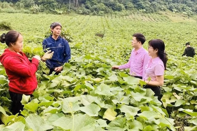 Cán bộ tín dụng của Ngân hàng Chính sách xã hội tỉnh Phú Thọ hướng dẫn người dân sử dụng vốn vay đầu tư đúng mục đích, hiệu quả.