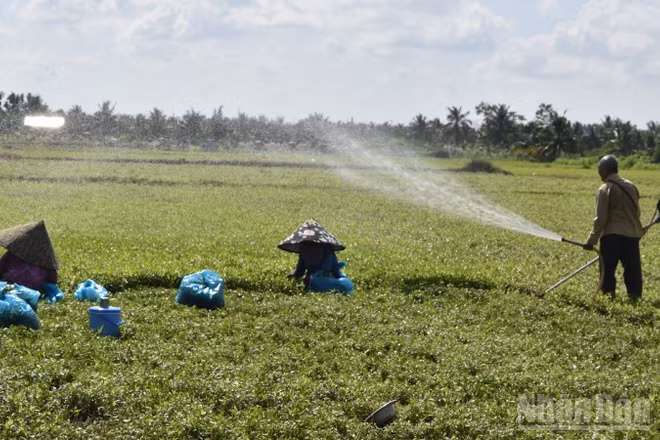 Nông dân xã Long Hưng (tỉnh Đồng Tháp) vệ sinh đồng ruộng chuẩn bị cho vụ mùa mới.