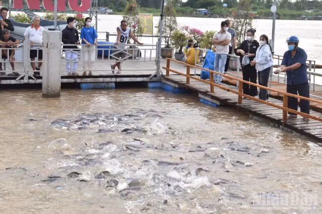 Người dân đến khu tái tạo nguồn lợi thủy sản ở phường Hồng Ngự để cho cá ăn và thư giãn.