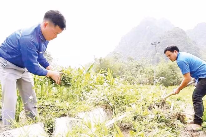 Đoàn viên, thanh niên dọn dẹp, vệ sinh kênh mương nội đồng.