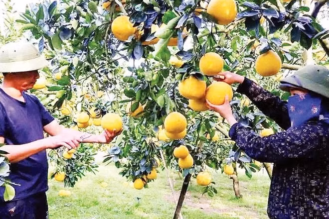 Việc áp dụng khoa học kỹ thuật vào sản xuất đã mang lại hiệu quả kinh tế cao cho nông dân trồng bưởi tại tỉnh Phú Thọ.
