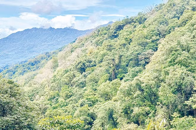 Nhận diện sâm Ngọc Linh bằng phương pháp khoa học 