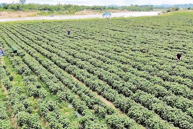 Trên cánh đồng ven sông Con qua xã Nghĩa Đồng, những luống tía tô xanh mướt đang mở ra hướng đi mới cho người dân. 