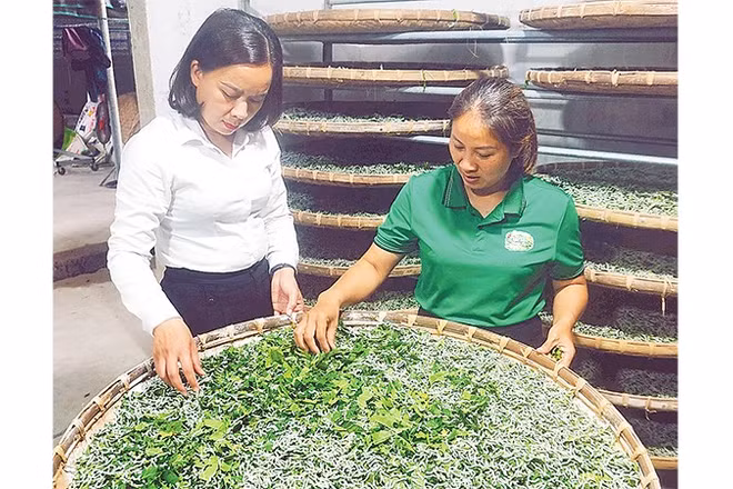 Chị Nguyễn Thị Hồng Lê (áo xanh) kiểm tra lứa tằm mới ấp thành công. 