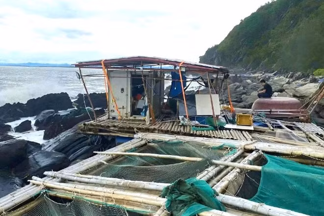 Lồng bè nuôi cá bớp, tôm hùm và hàu ở vịnh Hòn La, xã Phú Trạch, tỉnh Quảng Trị bị sóng lớn đánh tan hoang.
