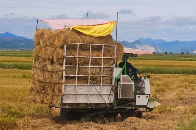 Máy cuộn rơm để bán cho thương lái ngay trên cánh đồng xã Lệ Thủy, tỉnh Quảng Trị (Ảnh: HM) 