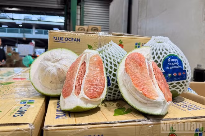 Lô bưởi đầu tiên của Đồng Tháp chính thức được bày bán tại thành phố Sydney (Australia).