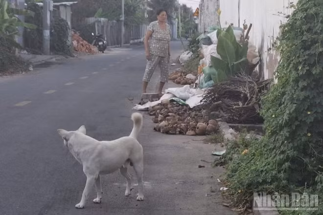 Nhiều địa phương quản lý lỏng lẻo để chủ nhà thả rong chó ra ngoài đường.