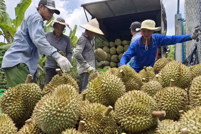 Sản lượng sầu riêng trên địa bàn tỉnh Đồng Tháp hằng năm là rất lớn. (Ảnh: NGUYỄN SỰ)