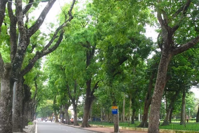 Hà Nội có một hệ thống cây xanh đa dạng chủng loại, nhưng quy hoạch còn chưa thật sự khoa học.