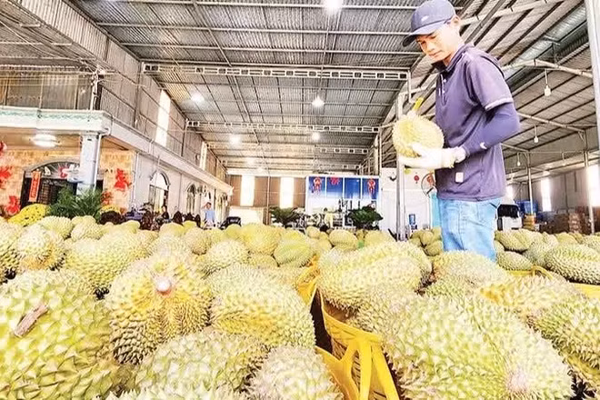 Sầu riêng xuất khẩu đang được ưu tiên tạo thuận lợi trong quá trình thông quan. (Ảnh: Báo Nhân Dân) 