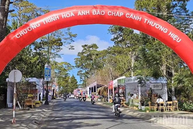 Không gian tổ chức chương trình “Hoa mai anh đào chắp cánh thương hiệu Đà Lạt”.