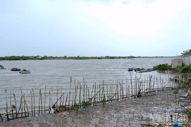 Khung cảnh hoang tàn do ảnh hưởng của sạt lở ven tuyến sông Gành Hào, đoạn qua ấp Canh Điền, xã Gành Hào, tỉnh Cà Mau. (Ảnh: HỮU TÙNG)