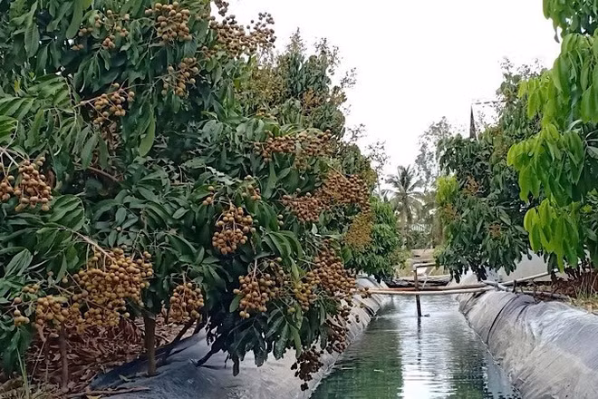 Nông dân Cần Thơ trữ nước ngọt trong vườn để tưới cho vườn cây ăn trái vào mùa khô.