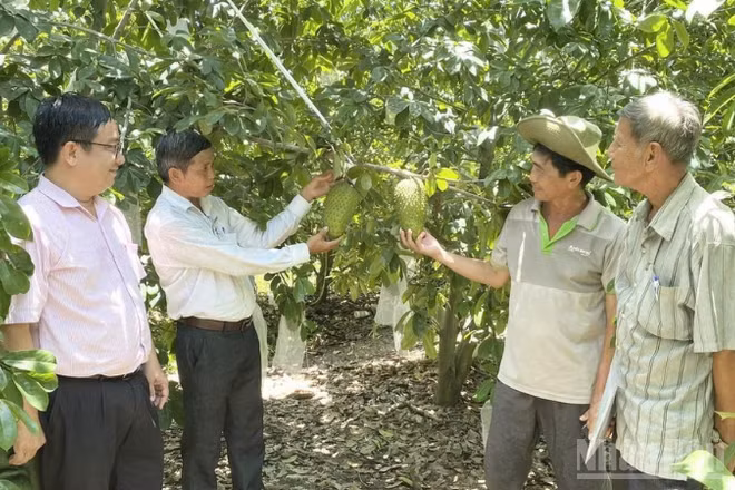Nông dân Cần Thơ trồng mãng cầu xiêm theo tiêu chuẩn VietGap hướng đến xuất khẩu. (Ảnh: THANH TÂM)