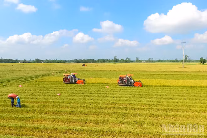 Nông dân Cần Thơ thu hoạch lúa chất lượng cao. (Ảnh: Thanh Tâm)