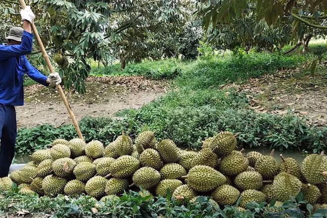 Nhà vườn Cần Thơ thu hoạch sầu riêng.