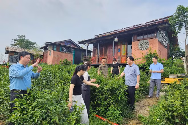 Lãnh đạo xã Minh Đài kiểm tra diện tích chè trên địa bàn xã.