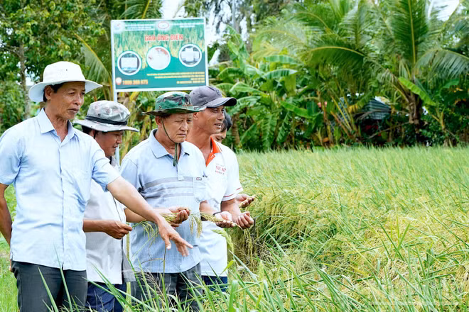 Dù giá thị trường giảm sâu nhưng nông dân ấp 15, phường Láng Tròn, tỉnh Cà Mau vẫn hăm hở vì lúa được bao tiêu với giá đến 11.000 đồng/kg.