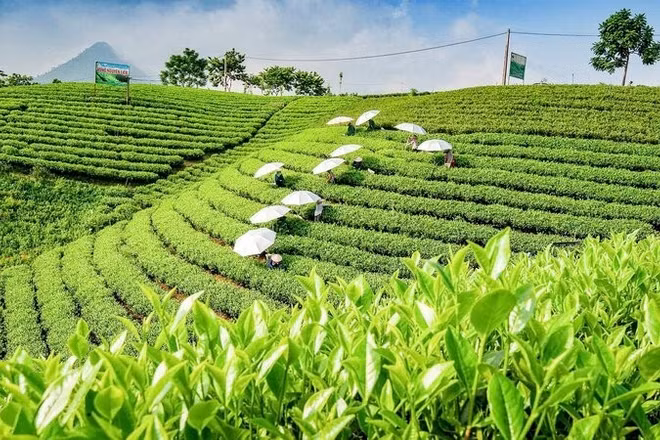 Bộ Công thương đã chủ động triển khai đồng bộ nhiều biện pháp để tháo gỡ khó khăn cho hoạt động xuất khẩu chè của Việt Nam. (Ảnh minh họa: THẾ BÌNH)