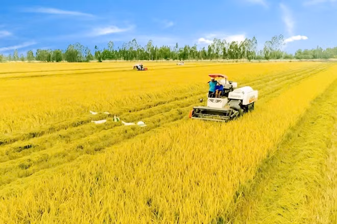 Mục tiêu không chỉ là sản xuất nhiều gạo hơn mà là sản xuất gạo chất lượng cao hơn, giảm phát thải hơn. Trong ảnh: Cánh đồng lúa chất lượng cao ở xã Gia Hòa, thành phố Cần Thơ. Ảnh: Phương Bằng