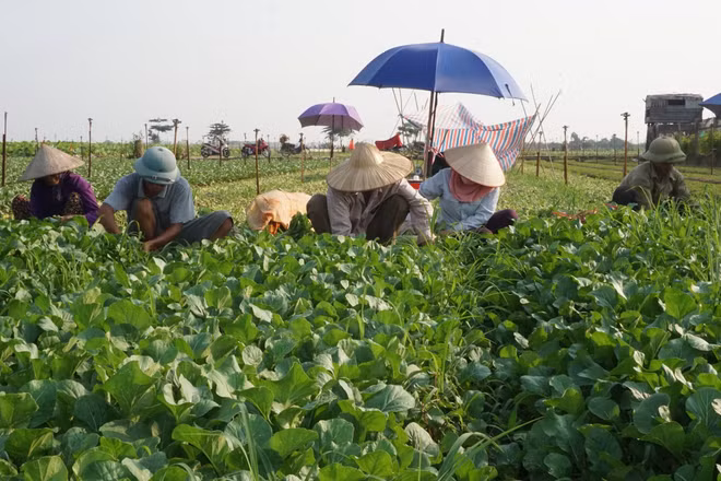 Hiện sản xuất của nông hộ thường nhỏ lẻ, phân tán và mang nặng tính kinh nghiệm. Ảnh: PHÚ TÂY