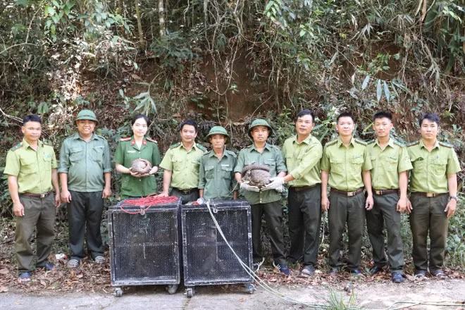 Các đơn vị tổ chức thả 5 cá thể động vật hoang dã về môi trường tự nhiên tại khu vực rừng thuộc Vườn quốc gia Chư Yang Sin.