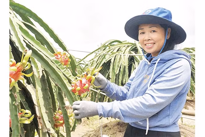 Thu hoạch thanh long hữu cơ đạt tiêu chuẩn xuất khẩu tại xã Thanh Long Hội.