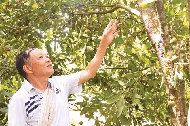 Ông Là Văn Chanh, ở bản Pha Nàng, xã Tuần Giáo bên vườn mắc-ca do ông tự mua giống về trồng từ năm 2013, đến nay đã cho thu hoạch.