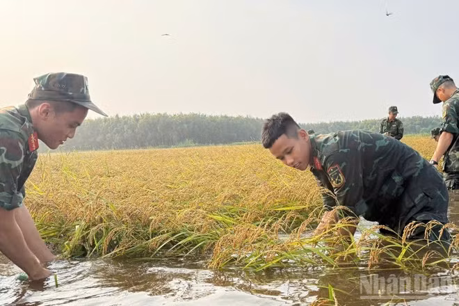 Cán bộ, chiến sĩ giúp dân thu hoạch lúa ngập nước. (Ảnh: THANH PHONG)