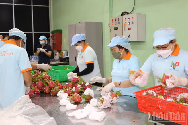 Thanh long Tây Ninh là một trong các sản phẩm góp phần thu về ngoại tệ từ việc xuất khẩu vào thị trường Mỹ. (Ảnh THANH PHONG)