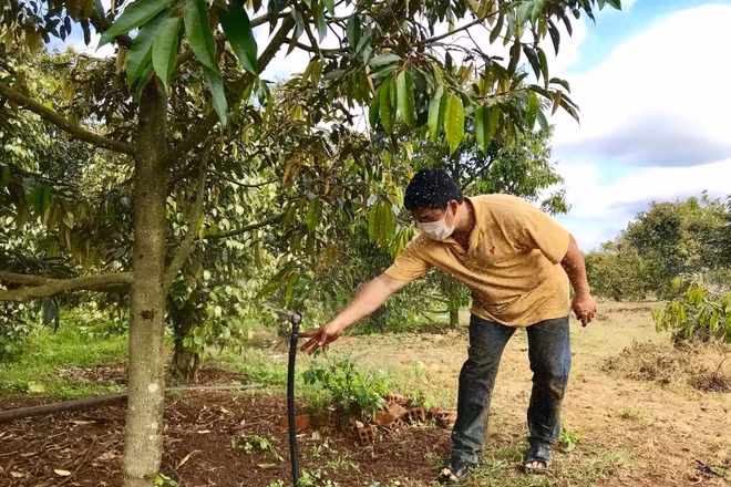 Mô hình tưới nước tiết kiệm ở xã Ea Hồ, huyện Krông Năng, tỉnh Đắk Lắk. Ảnh: Thư Anh
