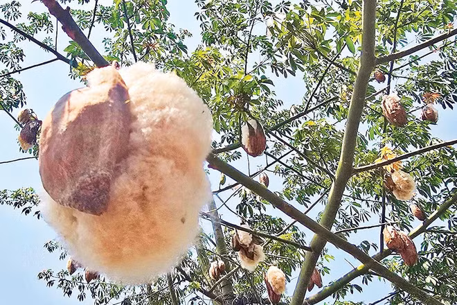 Bông gòn phá vỏ nở bung ra.