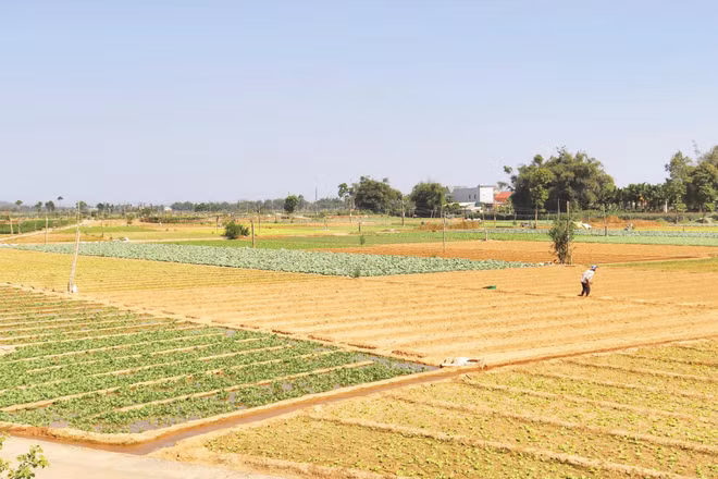 Quảng Ngãi tổ chức sản xuất tập trung cùng nhóm cây trồng để dễ điều tiết nguồn nước.