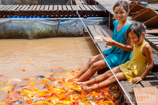 Điểm dừng chân đầu tiên trải nghiệm, như “món khai vị” trước khi du khách ghé thăm Cồn Sơn là bè cá của ông Lý Văn Bon (Bảy Bon), để chiêm ngưỡng vẻ đẹp và sự đa dạng của các loài thủy sản trên sông Mê Kông.