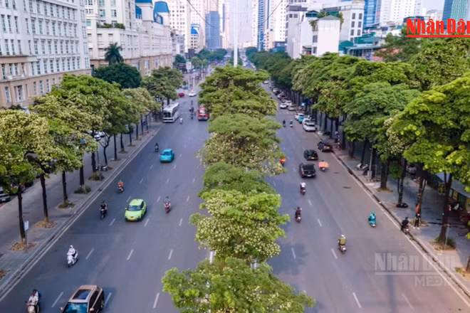 [Video] Hà Nội bắt đầu cắt tỉa chùm hoa của gần 1.000 cây hoa sữa