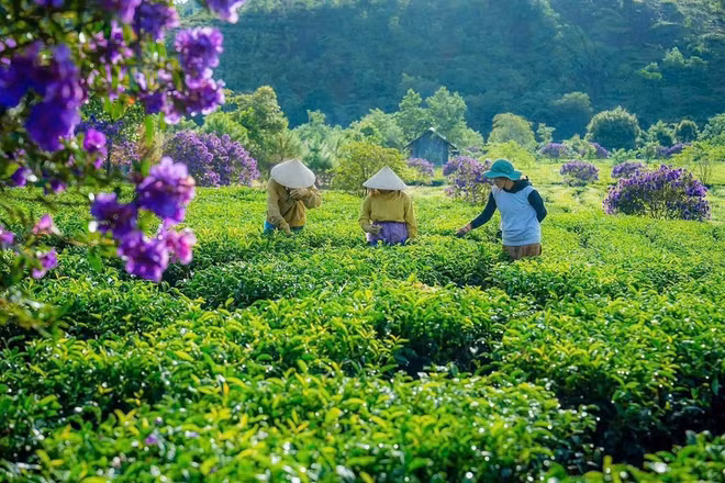 Hợp tác xã Chè sạch Đông Trường Sơn hình thành vùng chè đặc sản và thay đổi diện mạo cao nguyên Kon Plông, Quảng Ngãi.