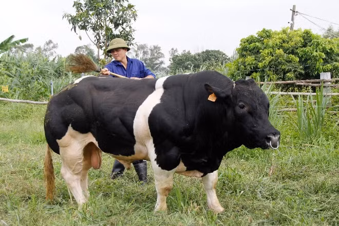 Dự án “Ứng dụng kết quả lai tạo giống bò BBB trên nên đàn bò thịt lai Sind thành đàn bò lai F1 hướng thịt trên địa bàn thành phố Hà Nội”.