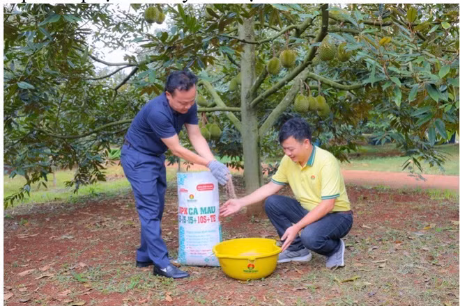 Thạc sĩ Trần Văn Vĩnh (chủ vườn sầu riêng tại Krông Pắk, Đắk Lắk) sử dụng bộ sản phẩm Phân bón Cà Mau. (Nguồn ảnh: Đạm Cà Mau)