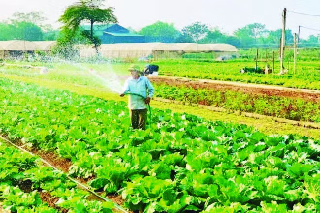 Hợp tác xã Rau quả sạch Chúc Sơn, phường Chương Mỹ, Hà Nội.